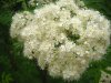 Sorbus_aucuparia_-_flower.JPG